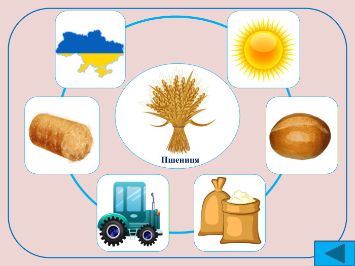  Пшениця