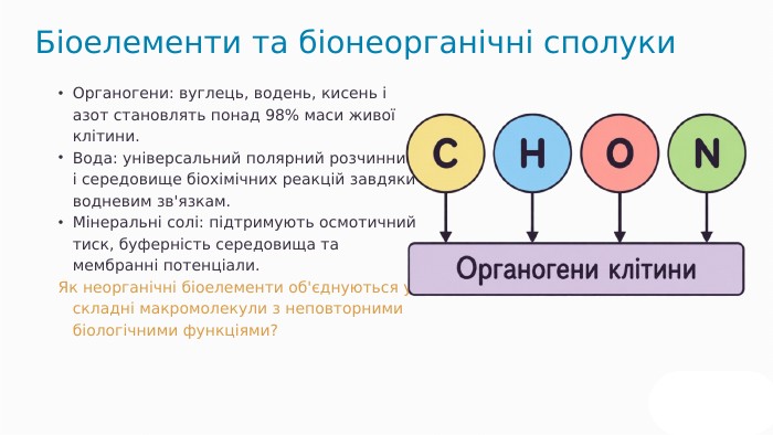 Органогени: вуглець, водень, кисень і азот становлять понад 98% маси живої клітини. Вода: універсальний полярний розчинник і середовище біохімічних реакцій завдяки водневим зв'язкам. Мінеральні солі: підтримують осмотичний тиск, буферність середовища та мембранні потенціали. Як неорганічні біоелементи об'єднуються у складні макромолекули з неповторними біологічними функціями? Біоелементи та біонеорганічні сполуки