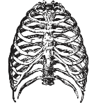 Ребра Кости Скелет - Безплатни векторни графики в Pixabay