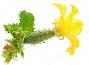 https://st.depositphotos.com/2125603/2253/i/950/depositphotos_22532207-stock-photo-small-cucumber-with-flower.jpg
