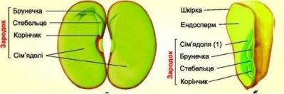 https://subject.com.ua/textbook/biology/9klas_3/9klas_3.files/image162.jpg