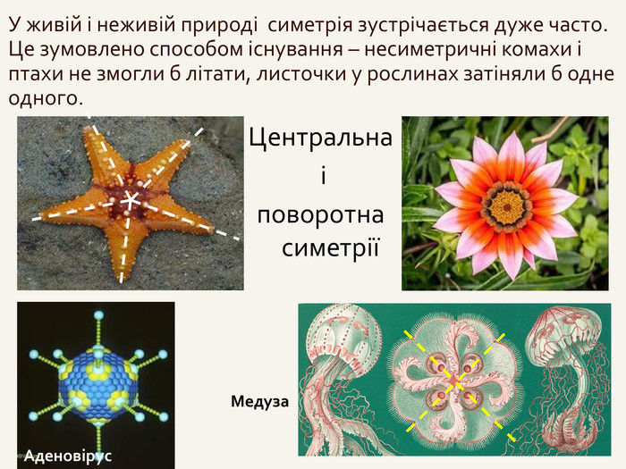У живій і неживій природі симетрія зустрічається дуже часто. Це зумовлено способом існування – несиметричні комахи і птахи не змогли б літати, листочки у рослинах затіняли б одне одного. Центральна і поворотна симетріїАденовірус. Медуза