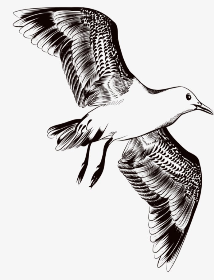 C:\Users\Аня\Downloads\pngtree-black-and-white-bird-png-clipart_924628.jpg