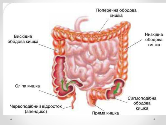 Название толстого кишечника. Толстая кишка анатомия отделы. Сигмовидная кишка долихосигма кишечника. Толстая кишка анатомия строение по отделам. Анатомические структуры тонкого кишечника.