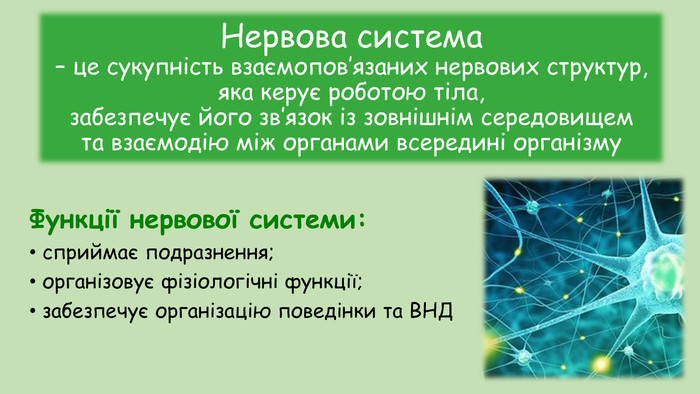 Контрольная работа: Класифікація нервової системи та її будова