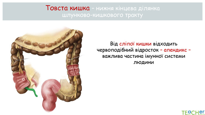 Реферат: Органи травлення Тонка кишка Травлення в тонкій кишці