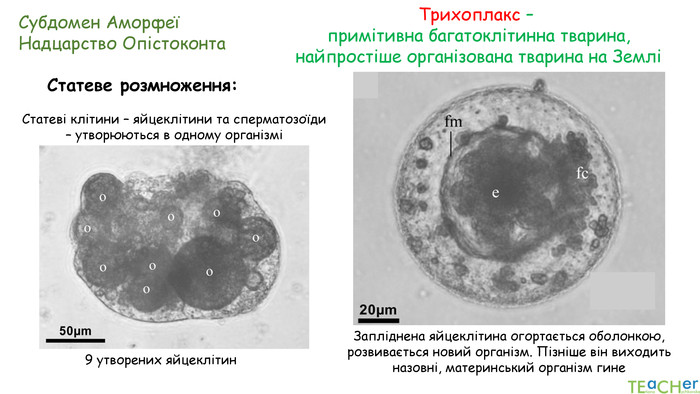 Субдомен АморфеїНадцарство Опістоконта. Трихоплакс – примітивна багатоклітинна тварина,найпростіше організована тварина на ЗемліСтатеве розмноження:9 утворених яйцеклітин. Статеві клітини – яйцеклітини та сперматозоїди – утворюються в одному організміЗапліднена яйцеклітина огортається оболонкою, розвивається новий організм. Пізніше він виходить назовні, материнський організм гине