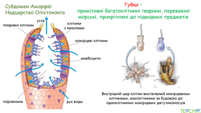 Субдомен АморфеїНадцарство Опістоконта. Губки – примітивні багатоклітинні тварини, переважно морські, прикріплені до підводних предметівустяпорожнинарух водипокривні клітиниклітиниз каналами. Внутрішній шар клітин вистелений комірцевими клітинами, аналогічними за будовою до одноклітинних комірцевих джгутиконосців комірцеві клітиниамебоцити