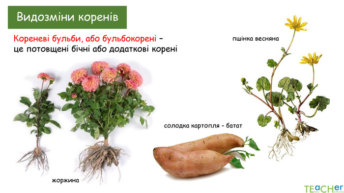 Видозміни коренів. Кореневі бульби, або бульбокорені – це потовщені бічні або додаткові кореніжоржинасолодка картопля - бататпшінка весняна