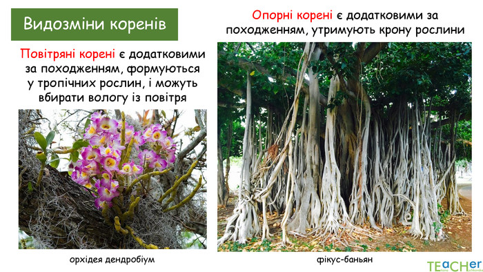 Видозміни коренів. Повітряні корені є додатковими за походженням, формуються у тропічних рослин, і можуть вбирати вологу із повітря Опорні корені є додатковими за походженням, утримують крону рослиниорхідея дендробіумфікус-баньян