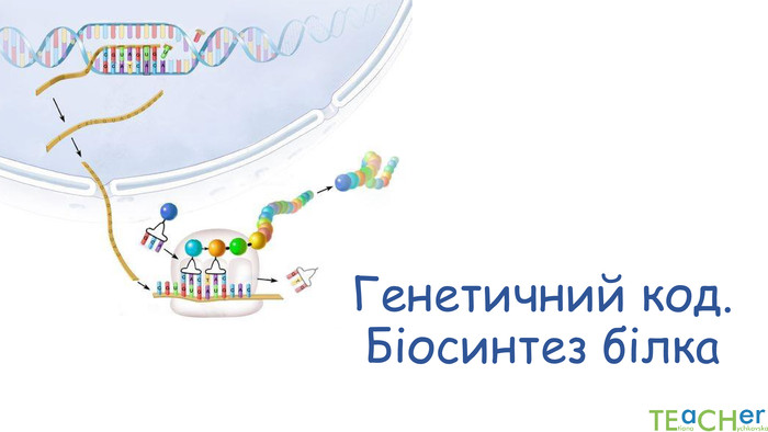 Генетичний код. Біосинтез білка