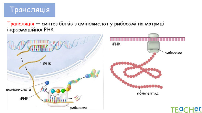 Трансляція Трансляція — синтез білків з амінокислот у рибосомі на матриці інформаційної РНКіРНКрибосомаполіпептидіРНКрибосомаамінокислотат. РНК