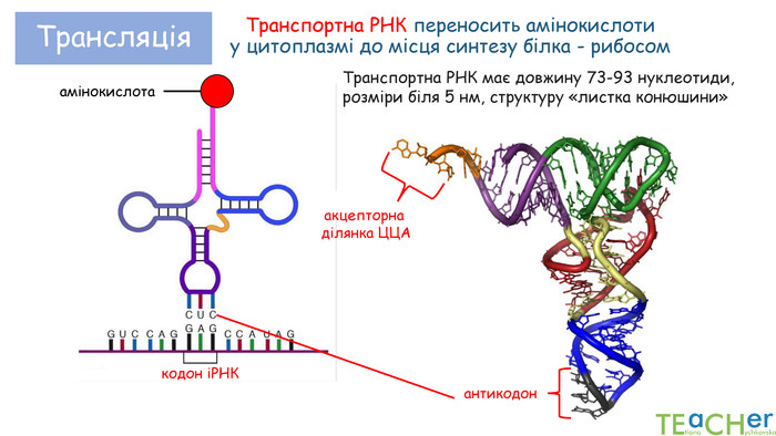 Транспортна РНК переносить амінокислоти у цитоплазмі до місця синтезу білка - рибосомантикодонакцепторна ділянка ЦЦАкодон іРНКамінокислота. Транспортна РНК має довжину 73-93 нуклеотиди, розміри біля 5 нм, структуру «листка конюшини»Трансляція 