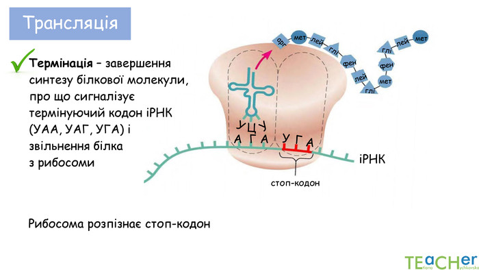 Трансляція А Г АЦУУіРНКАстоп-кодонмет лей гліметфен глі лейфен глі лейметарг. ГУРибосома розпізнає стоп-кодон. Термінація – завершення синтезу білкової молекули, про що сигналізує термінуючий кодон іРНК (УАА, УАГ, УГА) і звільнення білка з рибосоми