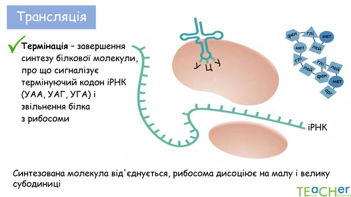 Трансляція мет лей. ЦУУіРНК гліСинтезована молекула від'єднується, рибосома дисоціює на малу і велику субодиниці Термінація – завершення синтезу білкової молекули, про що сигналізує термінуючий кодон іРНК (УАА, УАГ, УГА) і звільнення білка з рибосомиметфен глі лейфен глі лейметарг