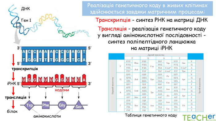 Транскрипція - синтез РНК на матриці ДНКТрансляція - реалізація генетичного коду у вигляді амінокислотної послідовності - синтез поліпептідного ланцюжка на матриці іРНКкодони. Таблиця генетичного коду. Реалізація генетичного коду в живих клітинах здійснюється завдяки матричним процесам: