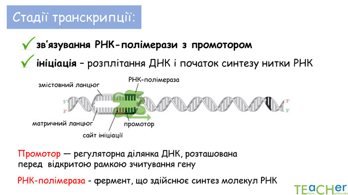 сайт ініціаціїматричний ланцюгзмістовний ланцюг. Стадії транскрипції:зв’язування РНК-полімерази з промотором Промотор — регуляторна ділянка ДНК, розташована перед  відкритою рамкою зчитування гену РНК-полімеразапромотор. РНК-полімераза - фермент, що здійснює синтез молекул РНКініціація – розплітання ДНК і початок синтезу нитки РНК