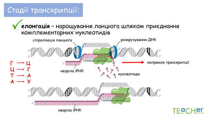 Стадії транскрипції:елонгація – нарощування ланцюга шляхом приєднання комплементарних нуклеотидіврозкручування ДНКнезріла іРНКнапрямок транскрипціїспіралізація ланцюганезріла іРНКнуклеотиди. Г ЦЦ ГТ АА У