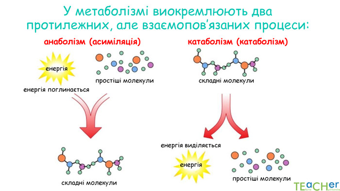 У метаболізмі виокремлюють два протилежних, але взаємопов’язаних процеси: анаболізм (асиміляція) катаболізм (катаболізм) енергія простіші молекули простіші молекули складні молекули складні молекули енергія поглинається енергія виділяється енергія 