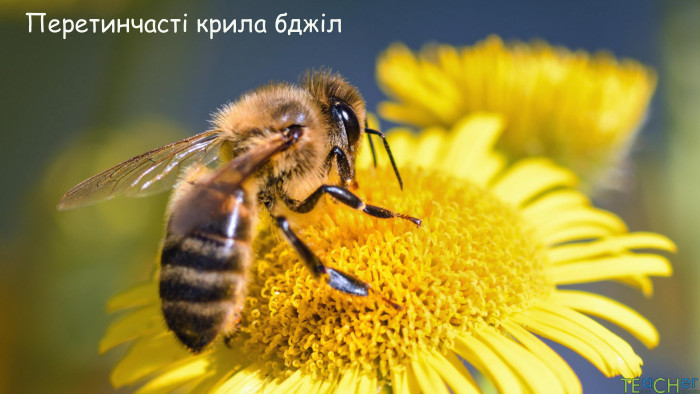 Перетинчасті крила бджіл