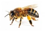 бджола.jpg