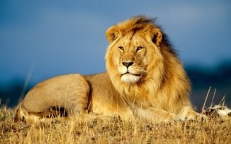 лев вимерлі тварини україни фізична географія україни