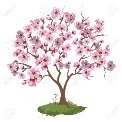 Image result for cartoon spring cherry blossom