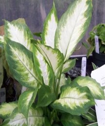 Dieffenbachia picta (maculata) / &Dcy;&icy;&fcy;&iecy;&ncy;&bcy;&acy;&khcy;&iukcy;&yacy; &pcy;&lcy;&yacy;&mcy;&icy;&scy;&tcy;&acy;