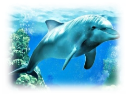 Результат пошуку зображень за запитом "фото дельфина"