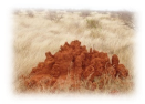 http://wildwildworld.net.ua/sites/default/files/images/termitnikin8.jpg