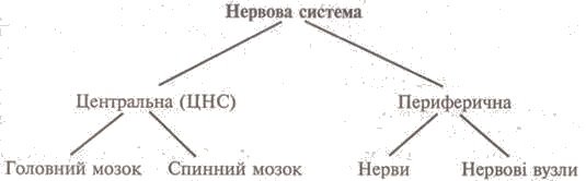 http://subject.com.ua/lesson/biology/9klas/9klas.files/image140.jpg