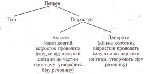 http://subject.com.ua/lesson/biology/9klas/9klas.files/image137.jpg
