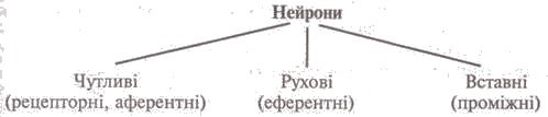 http://subject.com.ua/lesson/biology/9klas/9klas.files/image139.jpg