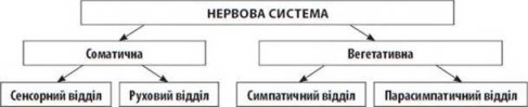 http://subject.com.ua/lesson/biology/8klas_3/8klas_3.files/image027.jpg