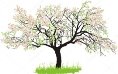 C:\Users\User\Desktop\depositphotos_22658639-stock-illustration-apple-tree-in-spring.jpg