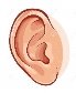 https://thumbs.dreamstime.com/z/human-ear-illustration-realistic-isolated-white-44307529.jpg