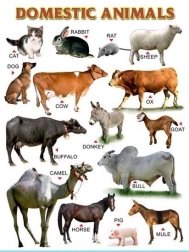 Картинки по запросу "domestic animals name"