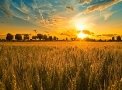 C:\Users\User\Downloads\Соборність\sunsets-fields-wheat-sunset-golden-nature-desktop-wallpapers-free-1920x1080.jpg