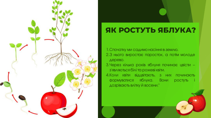 ЯК РОСТУТЬ ЯБЛУКА?Спочатку ми садимо насіння в землю. З нього виростає паросток, а потім молоде дерево. Через кілька років яблуня починає цвісти – з'являються білі та рожеві квіти. Коли квіти відцвітають, з них починають формуватися яблука. Вони ростуть і дозрівають влітку й восени.