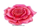 http://www.drawingstep.com/image-files/red-rose-drawing.jpg