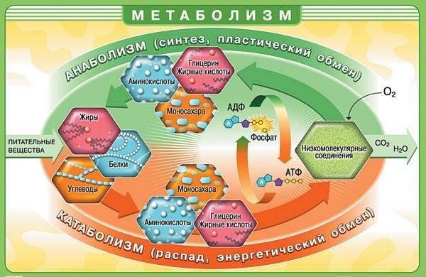 http://www.elenasemeniuk.com/wp-content/uploads/2013/11/metabolizm_proces.jpg