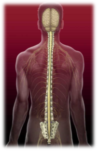 spinal cord.jpg