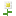 oxeye_daisy.png