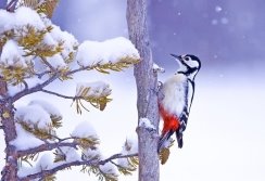 Зимуючі птахи України, фото 4