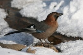 Зимуючі птахи України, фото 5