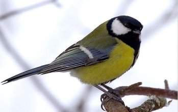 Зимуючі птахи України, фото 1