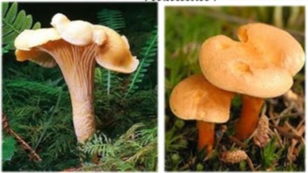 Розпізнавання їстівних та отруйних грибів Донеччини