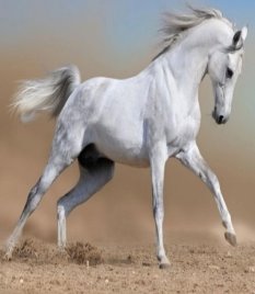 Картинки по запросу в.дрозд білий кінь шептало