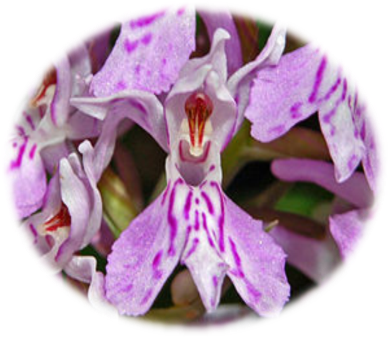 C:\Users\User\Desktop\Вчимося заповідувати\Orchidaceae_-_Dactylorhiza_maculata.JPG