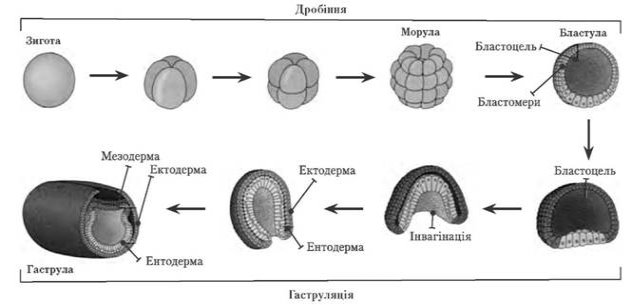 http://zno.academia.in.ua/materialy/biology/lekcion/l15-43/5--6--2.files/image001.jpg